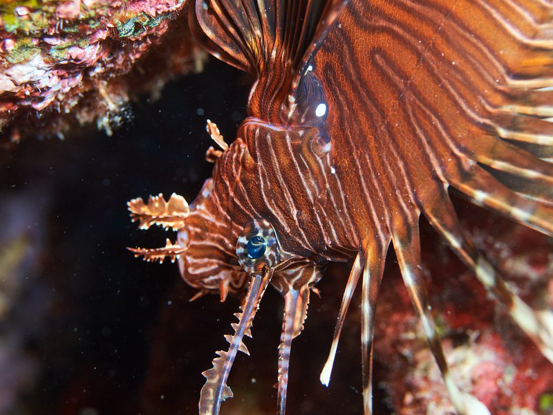 Lion Fish, House Reef